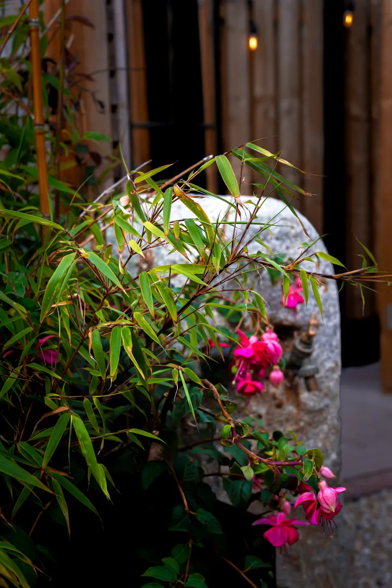 Fuchsia flowers and bamboo against weathered stone