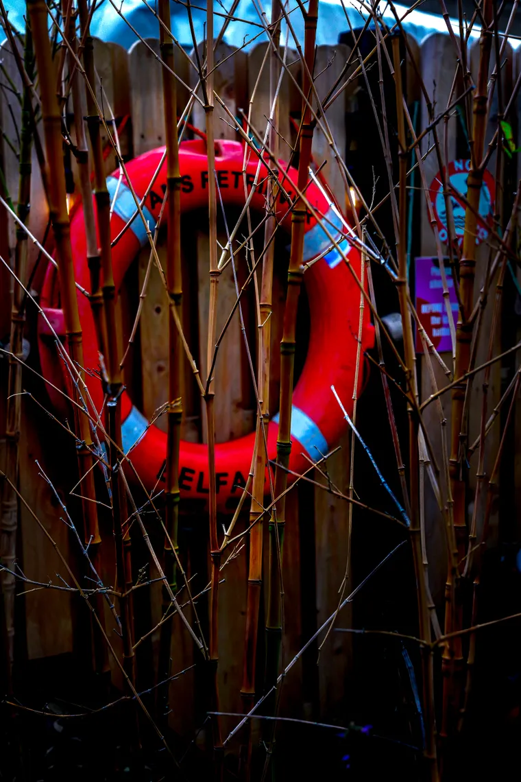 A red life ring glimpsed through dried reeds at night